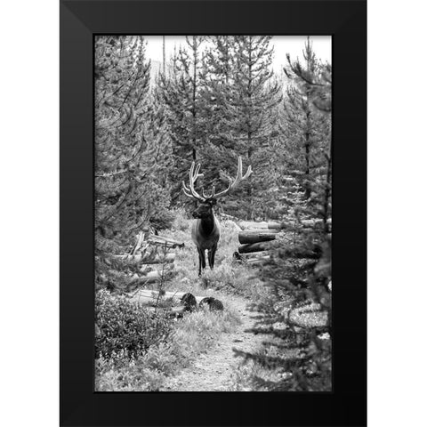 Bull Elk on a Trail, Yellowstone National Park Black Modern Wood Framed Art Print by Frank, Jacob W.
