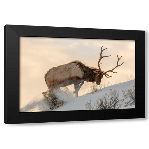 Bull Elk Searches for Food, Yellowstone National Park Black Modern Wood Framed Art Print with Double Matting by The Yellowstone Collection
