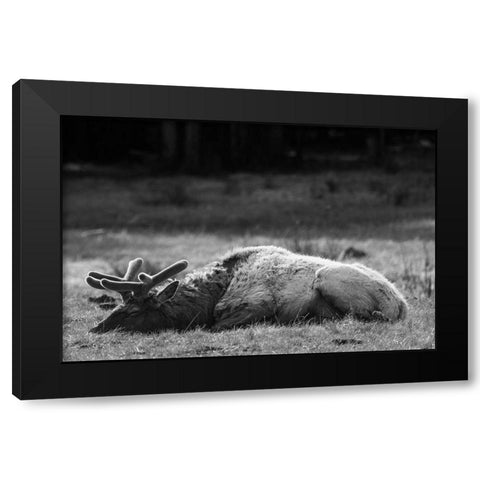Bull Elk Sleeping in Spring, Yellowstone National Park Black Modern Wood Framed Art Print with Double Matting by Herbert, Neal