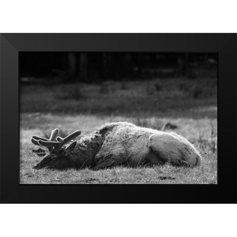 Bull Elk Sleeping in Spring, Yellowstone National Park Black Modern Wood Framed Art Print by Herbert, Neal