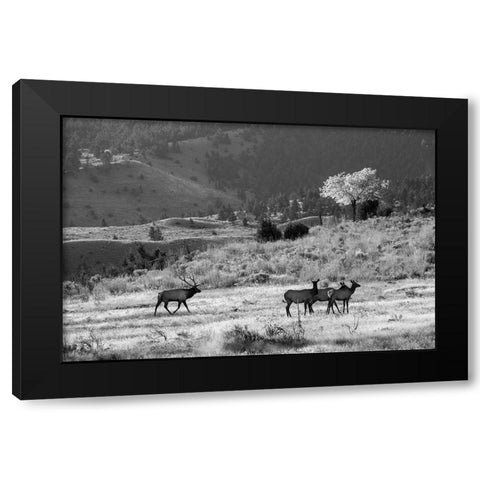 Bull Elk with Harem, Mammoth Hot Springs, Yellowstone National Park Black Modern Wood Framed Art Print with Double Matting by The Yellowstone Collection