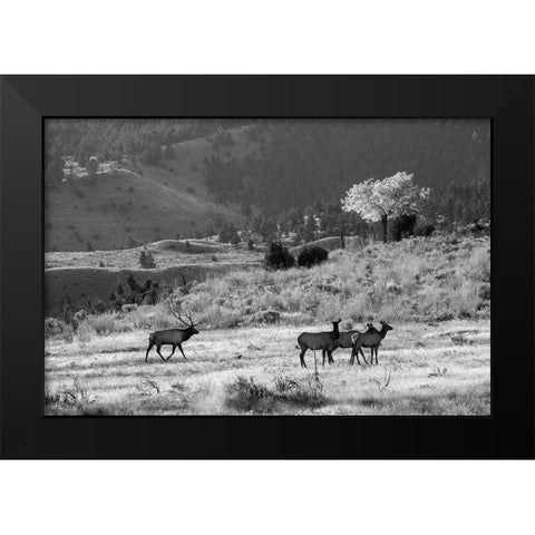 Bull Elk with Harem, Mammoth Hot Springs, Yellowstone National Park Black Modern Wood Framed Art Print by The Yellowstone Collection