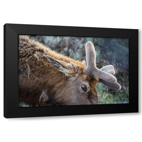 Bull Elk with Velvet on Antlers, Yellowstone National Park Black Modern Wood Framed Art Print with Double Matting by Herbert, Neal