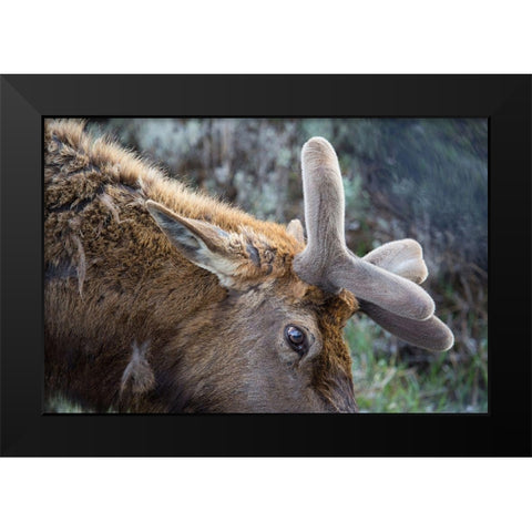 Bull Elk with Velvet on Antlers, Yellowstone National Park Black Modern Wood Framed Art Print by Herbert, Neal