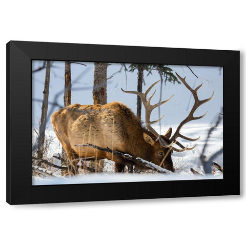 Bull Elk, Blacktail Deer Plateau, Yellowstone National Park Black Modern Wood Framed Art Print with Double Matting by The Yellowstone Collection
