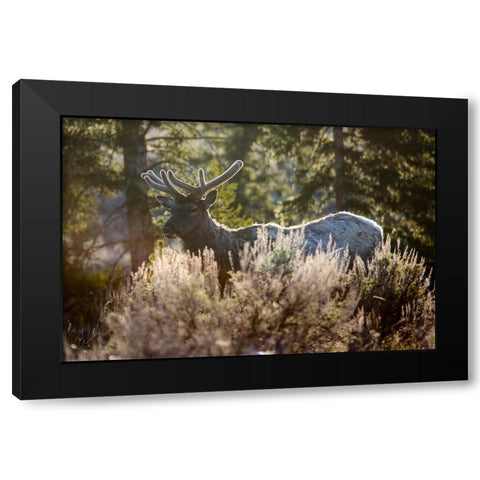 Bull Elk, Blacktail Deer Plateau, Yellowstone National Park Black Modern Wood Framed Art Print by The Yellowstone Collection