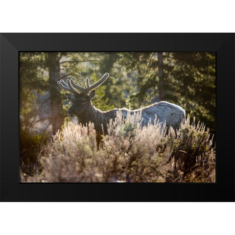 Bull Elk, Blacktail Deer Plateau, Yellowstone National Park Black Modern Wood Framed Art Print by The Yellowstone Collection