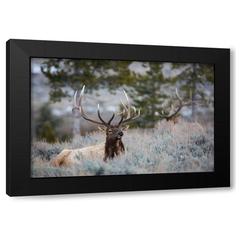 Bull Elk, Blacktail Deer Plateau, Yellowstone National Park Black Modern Wood Framed Art Print by The Yellowstone Collection