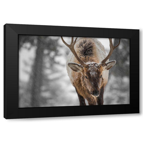 Bull Elk, Mammoth Hot Springs, Yellowstone National Park Black Modern Wood Framed Art Print by The Yellowstone Collection