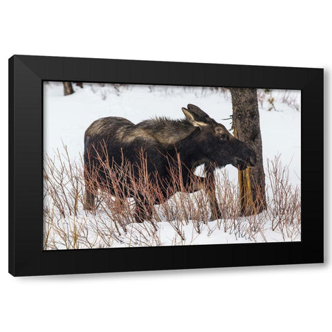 Bull Moose near Pebble Creek, Yellowstone National Park Black Modern Wood Framed Art Print by The Yellowstone Collection