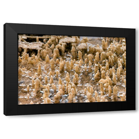 Calcium Carbonate Formations, Mammoth Hot Springs, Yellowstone National Park Black Modern Wood Framed Art Print with Double Matting by Renkin, Diane