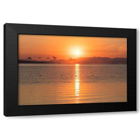 Canada Geese on Yellowstone Lake, Yellowstone National Park Black Modern Wood Framed Art Print by The Yellowstone Collection