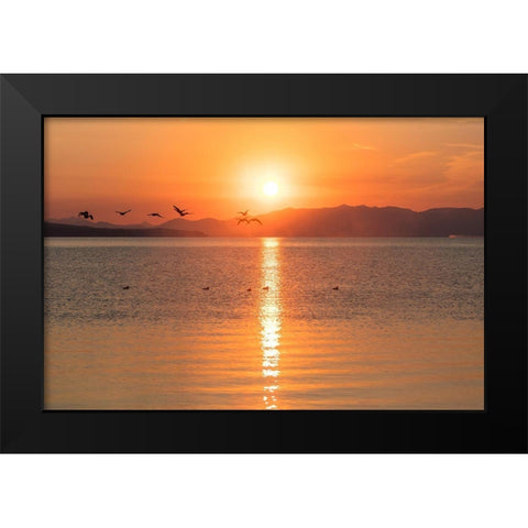 Canada Geese on Yellowstone Lake, Yellowstone National Park Black Modern Wood Framed Art Print by The Yellowstone Collection