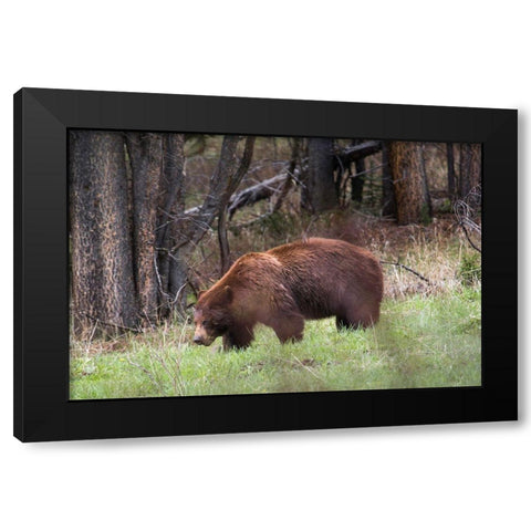 Cinnamon Black Bear Soda Butte Creek, Yellowstone National Park Black Modern Wood Framed Art Print by Herbert, Neal
