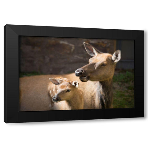 Cow and Calf Elk, Yellowstone National Park Black Modern Wood Framed Art Print by Herbert, Neal