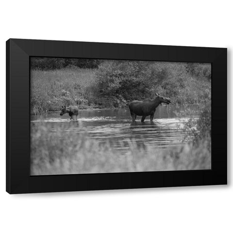 Cow and Calf Moose, Gallatin River, Yellowstone National Park Black Modern Wood Framed Art Print with Double Matting by The Yellowstone Collection