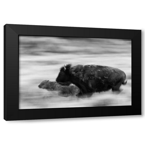 Bison Cow and Calf in Lamar Valley, Yellowstone National Park Black Modern Wood Framed Art Print with Double Matting by The Yellowstone Collection