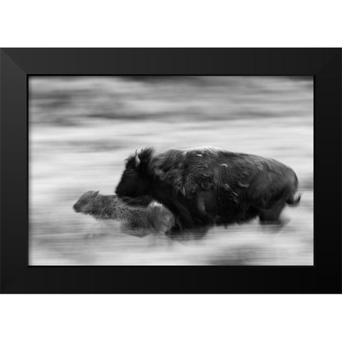 Bison Cow and Calf in Lamar Valley, Yellowstone National Park Black Modern Wood Framed Art Print by The Yellowstone Collection