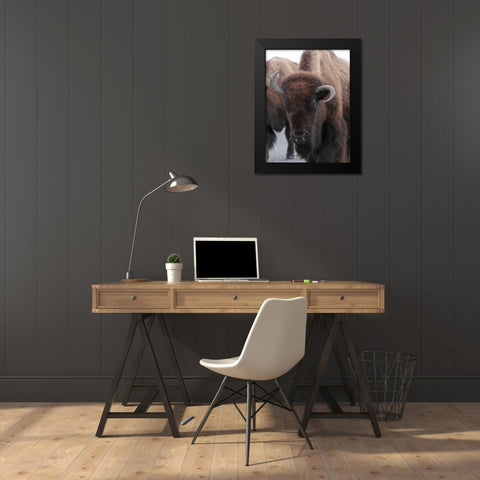 Cow Bison on Northeast Entrance Road, Yellowstone National Park Black Modern Wood Framed Art Print by Peaco, Jim