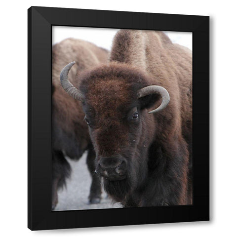 Cow Bison on Northeast Entrance Road, Yellowstone National Park Black Modern Wood Framed Art Print by Peaco, Jim