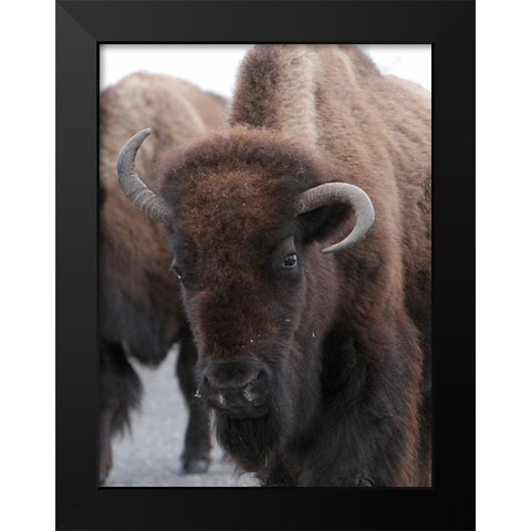 Cow Bison on Northeast Entrance Road, Yellowstone National Park Black Modern Wood Framed Art Print by Peaco, Jim