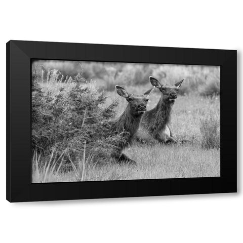 Cow Elk in Mammoth Hot Springs, Yellowstone National Park Black Modern Wood Framed Art Print with Double Matting by Frank, Jacob W.