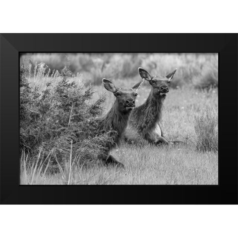 Cow Elk in Mammoth Hot Springs, Yellowstone National Park Black Modern Wood Framed Art Print by Frank, Jacob W.