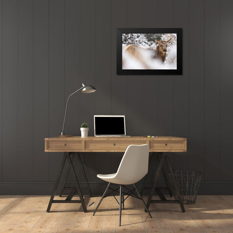 Cow Elk in Snow, Mammoth Hot Springs, Yellowstone National Park Black Modern Wood Framed Art Print by The Yellowstone Collection