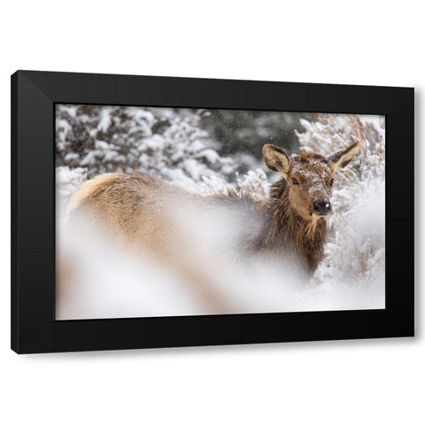 Cow Elk in Snow, Mammoth Hot Springs, Yellowstone National Park Black Modern Wood Framed Art Print with Double Matting by The Yellowstone Collection