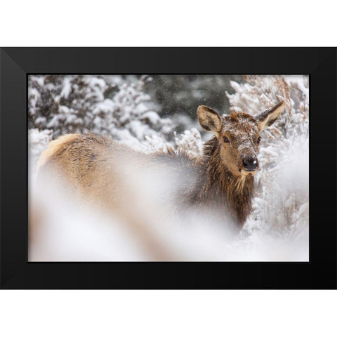 Cow Elk in Snow, Mammoth Hot Springs, Yellowstone National Park Black Modern Wood Framed Art Print by The Yellowstone Collection