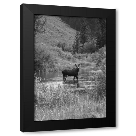 Cow Moose, Gallatin River, Yellowstone National Park Black Modern Wood Framed Art Print with Double Matting by The Yellowstone Collection