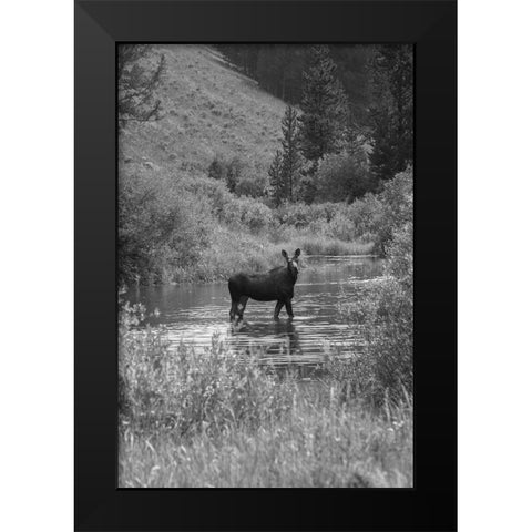 Cow Moose, Gallatin River, Yellowstone National Park Black Modern Wood Framed Art Print by The Yellowstone Collection