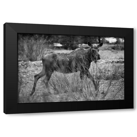 Cow Moose, Soda Butte Creek, Yellowstone National Park Black Modern Wood Framed Art Print with Double Matting by The Yellowstone Collection