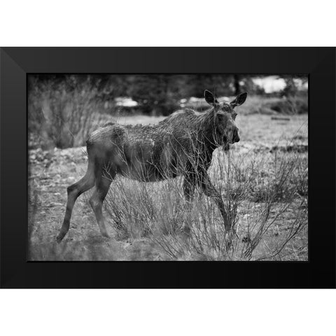 Cow Moose, Soda Butte Creek, Yellowstone National Park Black Modern Wood Framed Art Print by The Yellowstone Collection