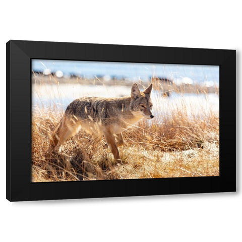 Coyote at Yellowstone Lake, Yellowstone National Park Black Modern Wood Framed Art Print with Double Matting by The Yellowstone Collection
