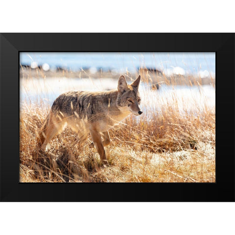 Coyote at Yellowstone Lake, Yellowstone National Park Black Modern Wood Framed Art Print by The Yellowstone Collection