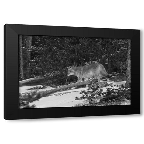 Coyote near Canyon, Yellowstone National Park Black Modern Wood Framed Art Print with Double Matting by Peaco, Jim