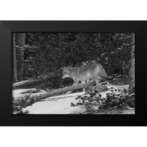 Coyote near Canyon, Yellowstone National Park Black Modern Wood Framed Art Print by Peaco, Jim