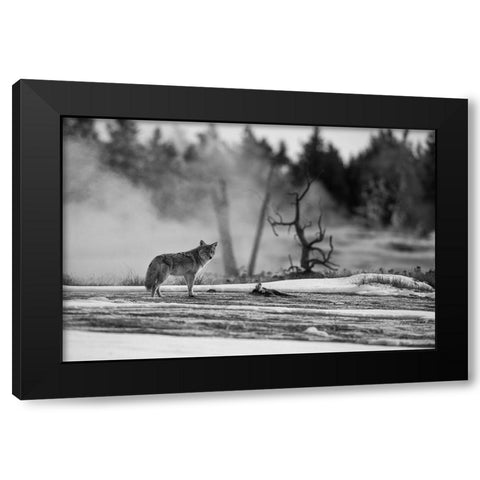 Coyote standing near Biscuit Basin, Yellowstone National Park Black Modern Wood Framed Art Print with Double Matting by The Yellowstone Collection