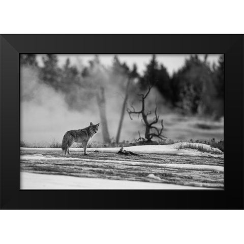 Coyote standing near Biscuit Basin, Yellowstone National Park Black Modern Wood Framed Art Print by The Yellowstone Collection
