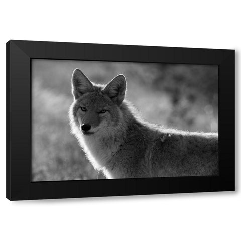 Coyote, Upper Geyser Basin, Yellowstone National Park Black Modern Wood Framed Art Print with Double Matting by The Yellowstone Collection