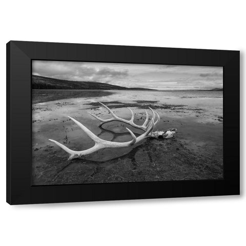 Elk Antlers, Yellowstone Lake, Yellowstone National Park Black Modern Wood Framed Art Print with Double Matting by The Yellowstone Collection