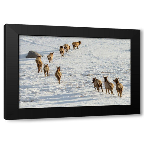 Elk on the Move, Lamar Valley, Yellowstone National Park Black Modern Wood Framed Art Print with Double Matting by The Yellowstone Collection