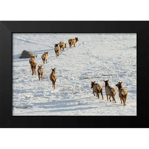Elk on the Move, Lamar Valley, Yellowstone National Park Black Modern Wood Framed Art Print by The Yellowstone Collection