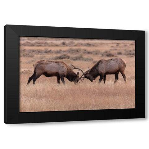 Elk Sparring, Yellowstone National Park Black Modern Wood Framed Art Print with Double Matting by The Yellowstone Collection