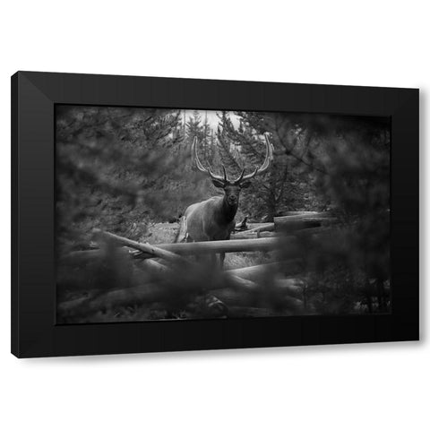 Elk, Sepulcher Mountain Trail, Yellowstone National Park Black Modern Wood Framed Art Print with Double Matting by The Yellowstone Collection