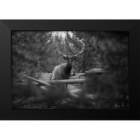 Elk, Sepulcher Mountain Trail, Yellowstone National Park Black Modern Wood Framed Art Print by The Yellowstone Collection