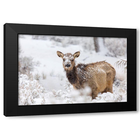 Female Elk in Snow, Mammoth Hot Springs, Yellowstone National Park Black Modern Wood Framed Art Print with Double Matting by The Yellowstone Collection