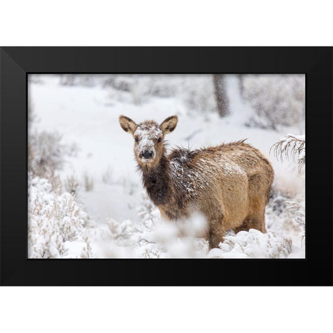 Female Elk in Snow, Mammoth Hot Springs, Yellowstone National Park Black Modern Wood Framed Art Print by The Yellowstone Collection