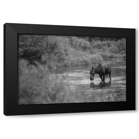 Female Moose, Gallatin River, Yellowstone National Park Black Modern Wood Framed Art Print with Double Matting by The Yellowstone Collection